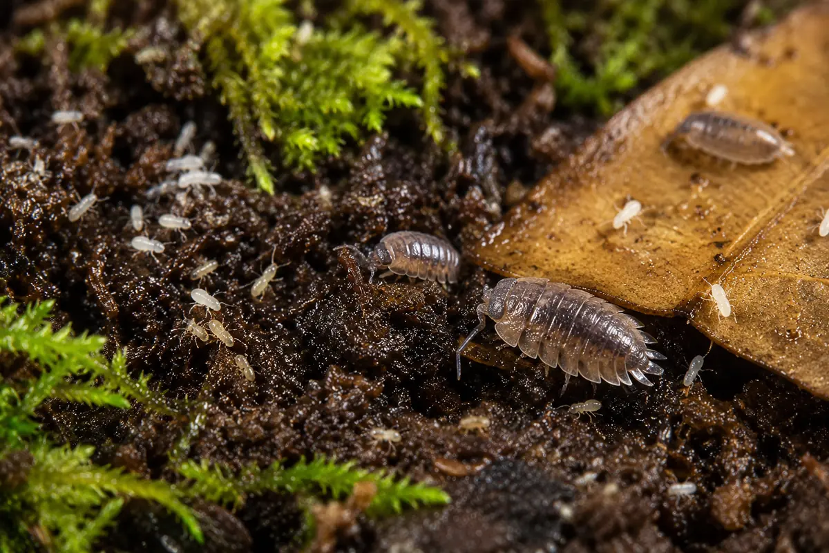 Isopods and springtails working through leaf litter in a bioactive setup
