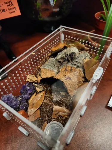 Verified buyer photo shared with a TaranTerra acrylic enclosure review by Tyler M.